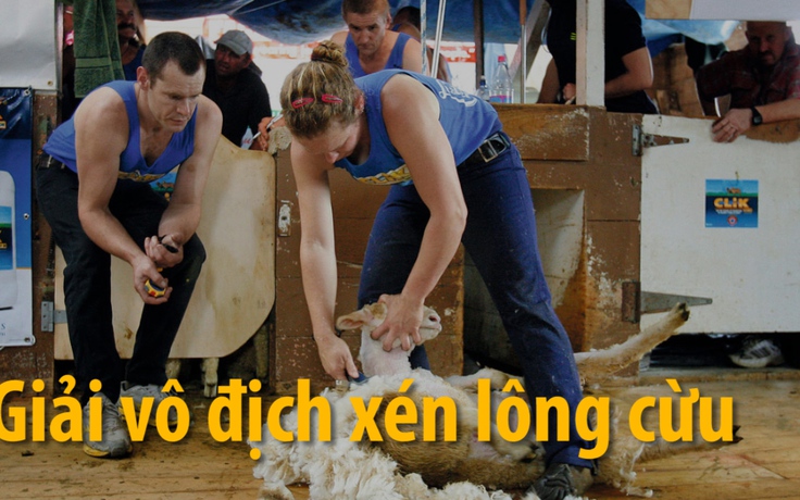 New Zealand tổ chức giải xén lông cừu thế giới