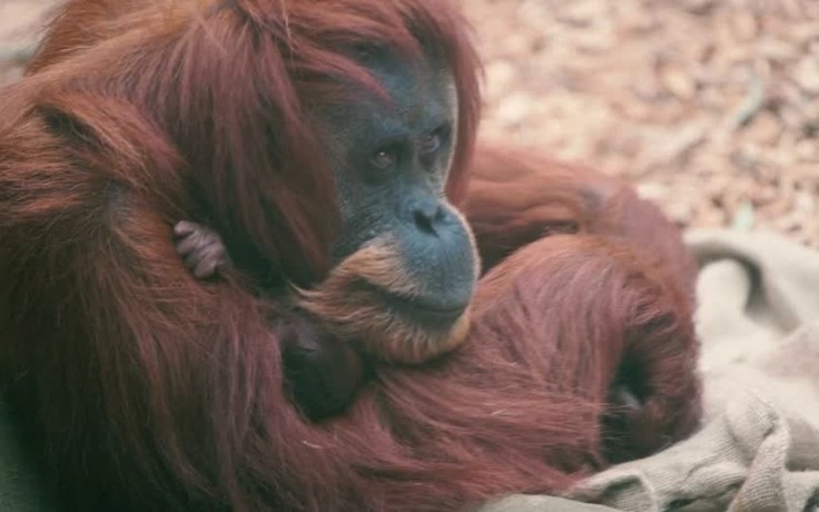 Hình ảnh xúc động về tình mẫu tử của mẹ con đười ươi Sumatra