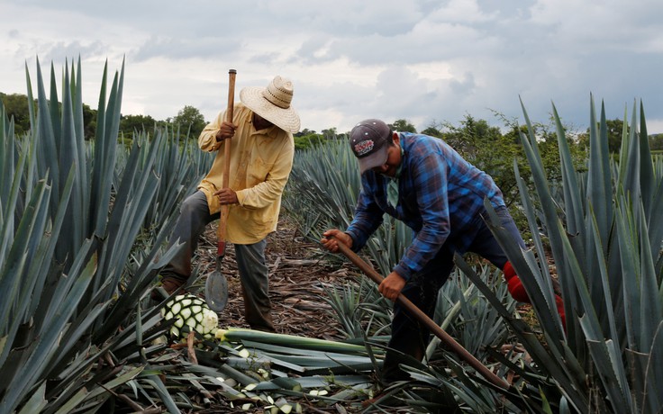 Sắp tới sẽ không còn nhiều rượu tequila?