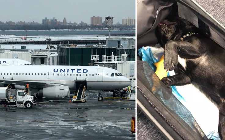 Chó cưng chết trong ngăn hành lý, hãng hàng không xin lỗi