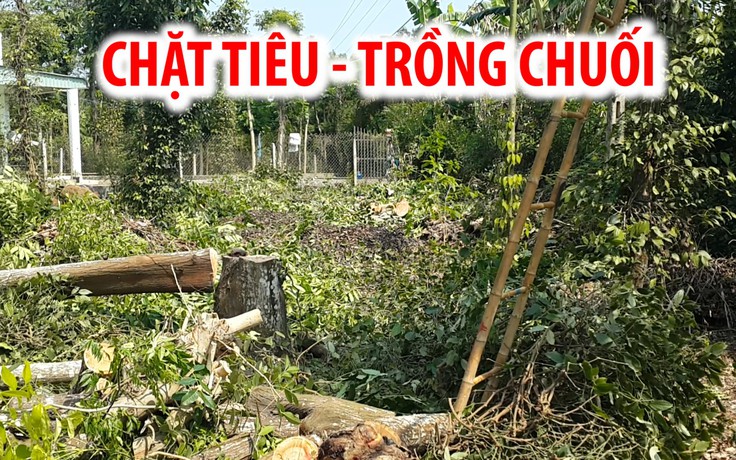 Vườn tiêu tan hoang vì bị nông dân chặt bỏ để trồng chuối cấy mô