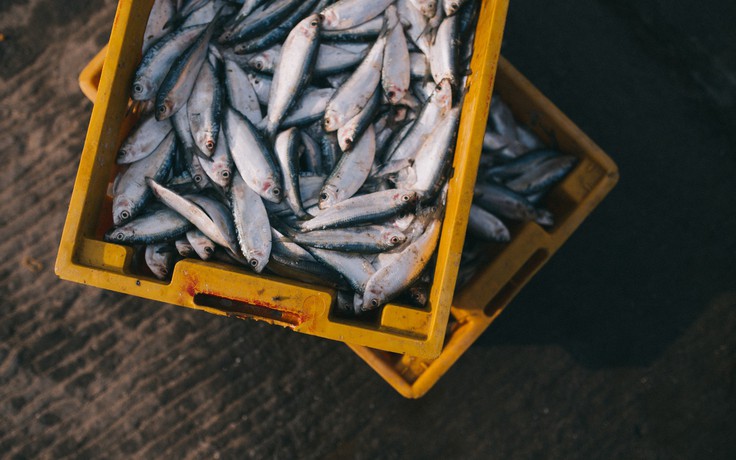 Dân Hồng Kông lâm nguy vì hải sản nhiễm chất dẻo