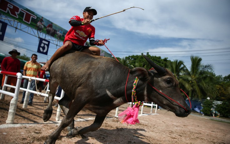 Nông dân Thái Lan giữ nghiệp đua trâu truyền thống