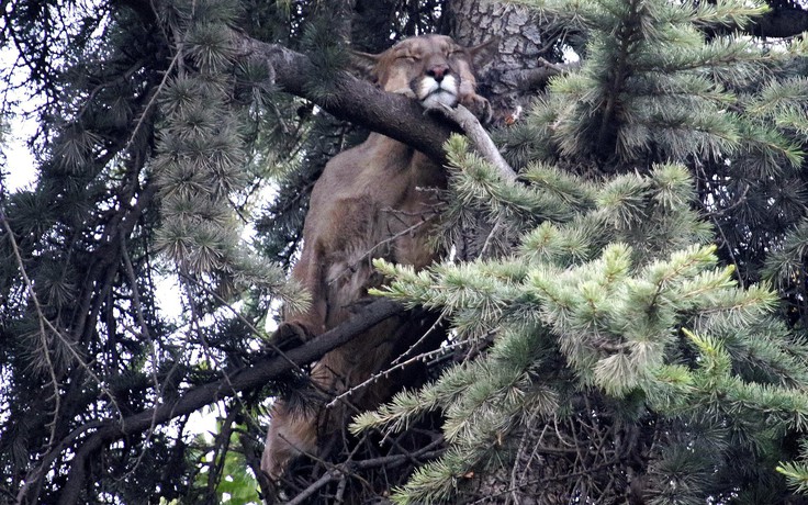 Báo sư tử hoang sống sót sau cú ngã từ ngọn cây cao 15m