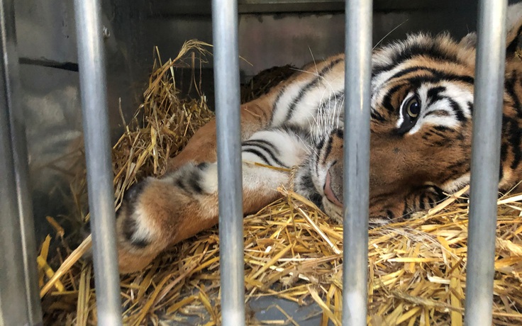 Thoát khỏi kiếp nấu cao, 5 con hổ có nhà mới tại Tây Ban Nha