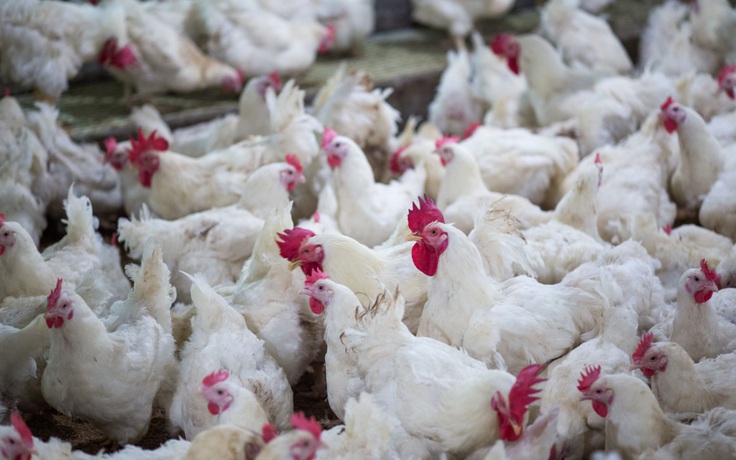 Gần 120.000 người chết vì Covid-19 ở Mỹ, Trung Quốc ngừng nhập thịt gà Mỹ