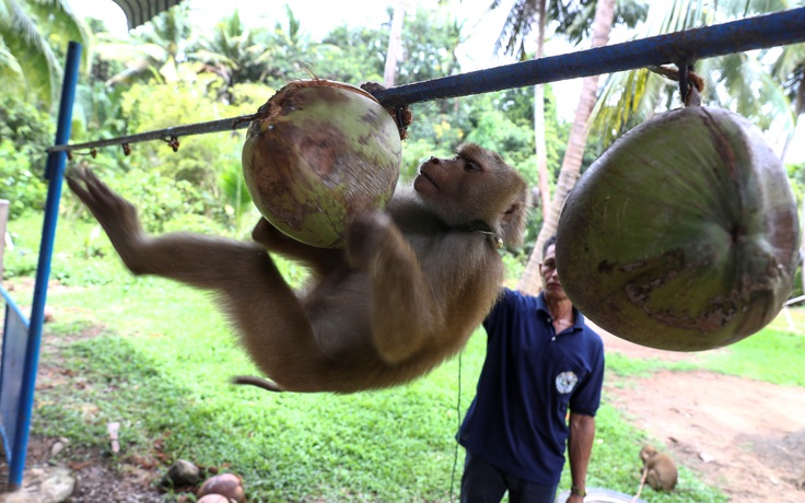 Thái Lan phủ nhận cáo buộc dùng 'nô lệ khỉ' để hái dừa