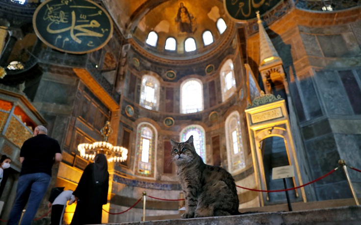 Mèo nổi tiếng nhất Thổ Nhĩ Kỳ vẫn được tá túc tại bảo tàng cổ