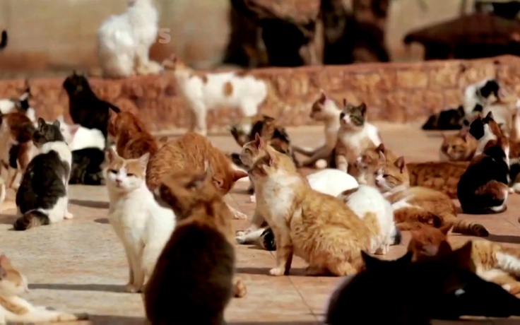 Cưu mang hơn 1.000 mèo cơ nhỡ do chiến tranh tại Syria