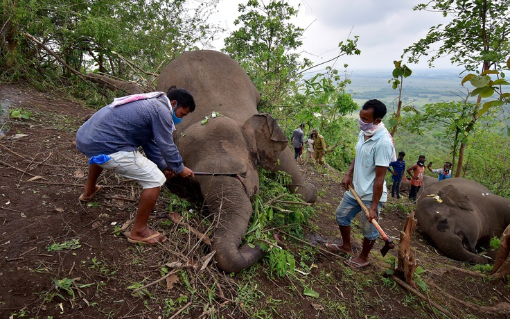Sét lớn đánh chết 18 con voi ở Ấn Độ
