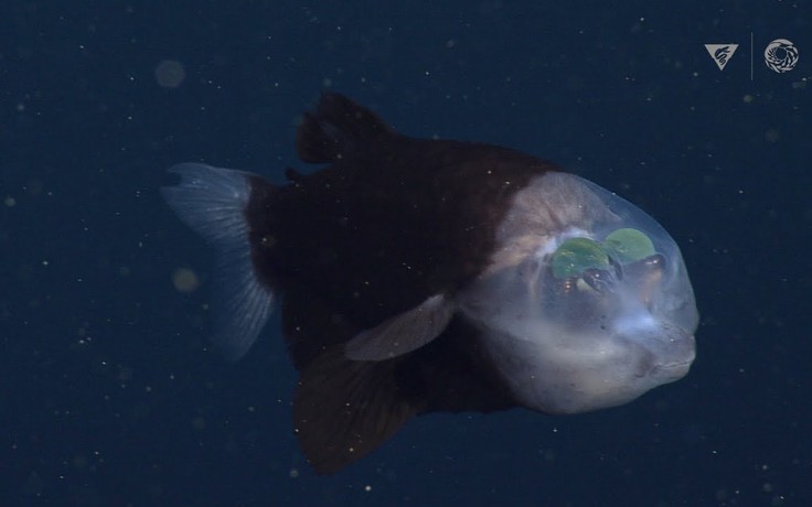 Phim hoạt hình Cá Clip nghệ thuật  cuộc sống biển hình ảnh png tải về   Miễn phí trong suốt Hoạt động Khủng png Tải về