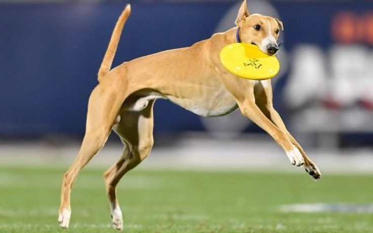 Chú chó gây sốt khi chạy gần 80m bắt đĩa frisbee