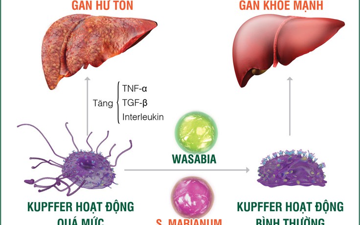 Chủ động chống độc, bảo vệ gan nhờ kiểm soát tế bào Kupffer