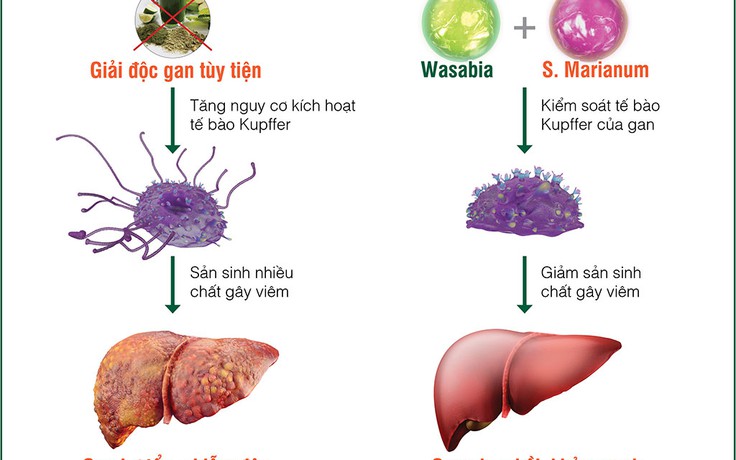 Cách giải độc gan hiệu quả, an toàn