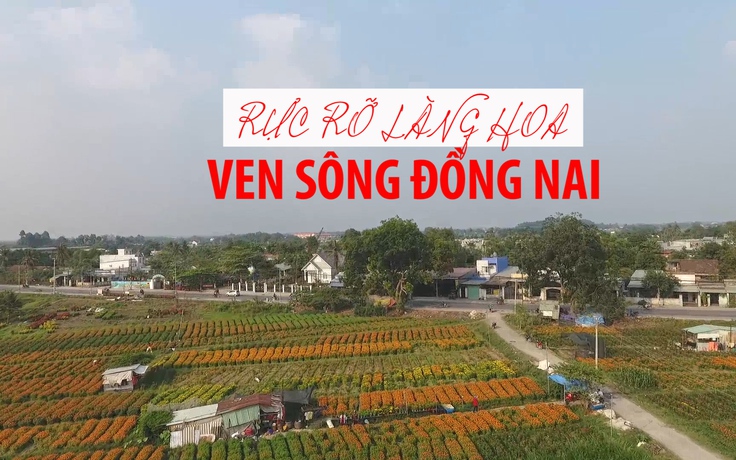 Rực rỡ làng hoa Thái Hòa ven sông Đồng Nai ngày giáp Tết