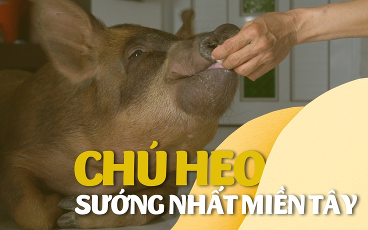 Chú heo sang chảnh nhất miền Tây: ngủ quạt máy, ăn trái cây và uống cà phê sữa