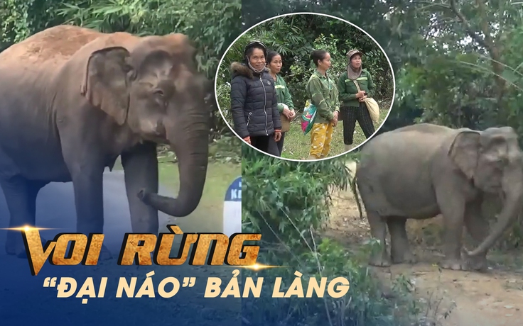 Tận mắt xem voi rừng “đại náo” bản làng ở Nghệ An