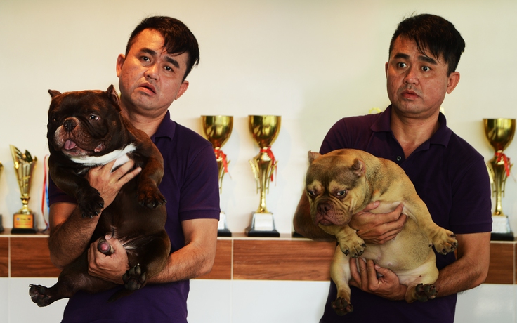 Người Sài Gòn chi cả tỉ mua chó Bully, sở hữu đàn thú cưng 8 tỉ đồng