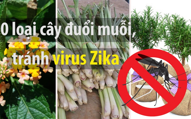 Có thể bạn cần: 10 loại cây đuổi muỗi, tránh virus Zika