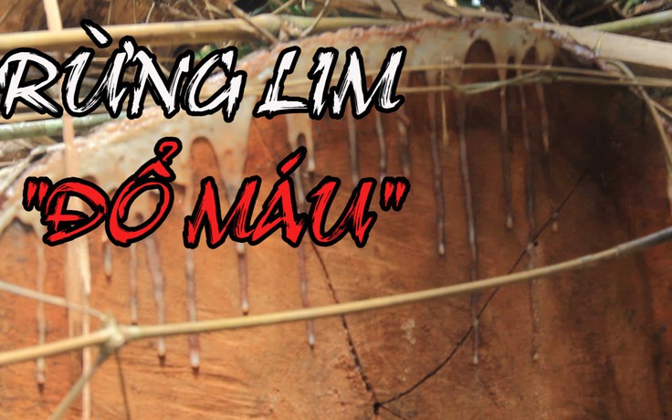 Rừng lim trăm tuổi "đổ máu" vì bị chặt hạ không thương tiếc