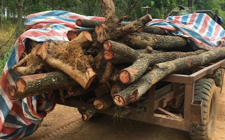 Đắk Lắk: 2 thiếu niên chở 18 cây gỗ hương còn gốc đi bán cho dân chơi cây cảnh