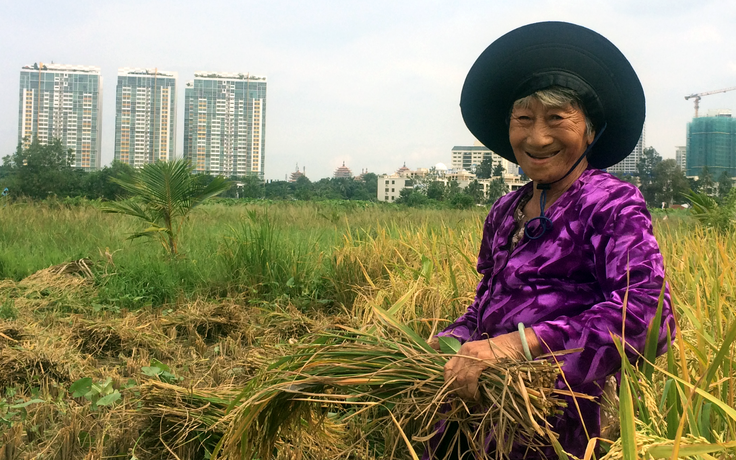 Nội thành Sài Gòn vào mùa gặt, ruộng lúa cách cao ốc vài trăm mét
