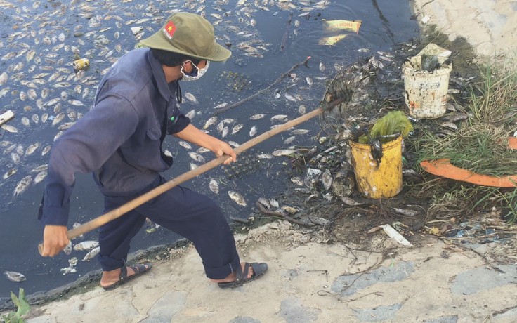 Cá chết dày đặc mặt kênh Đa Cô ở Đà Nẵng