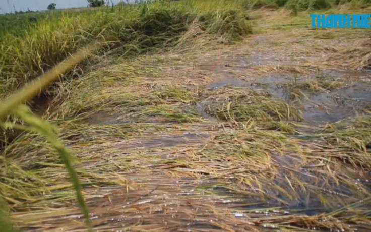 Mưa trái mùa gây hại diện rộng, nông dân vùng giáp Sài Gòn điêu đứng