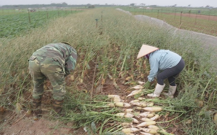 Dân Hà Nội nhổ bỏ hàng tấn củ cải