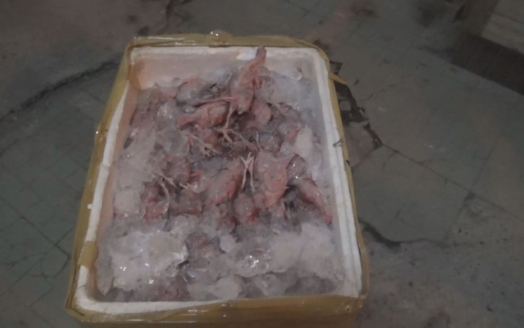 Phát hiện gần 2,3 tấn thịt chim cút không giấy tờ trên xe tải