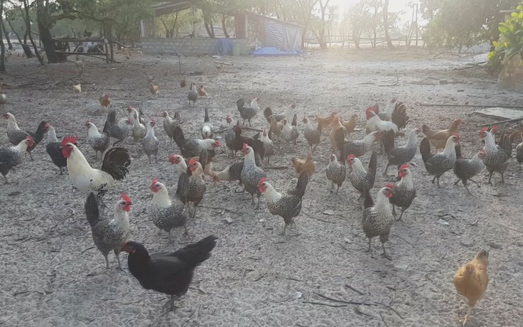 Kỹ sư công nghệ thông tin về quê nuôi…gà Ai Cập