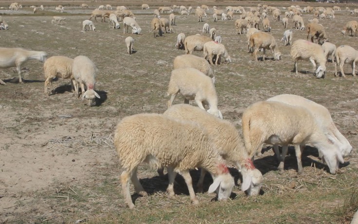 Người chăn cừu khốn khó giữa mùa hạn