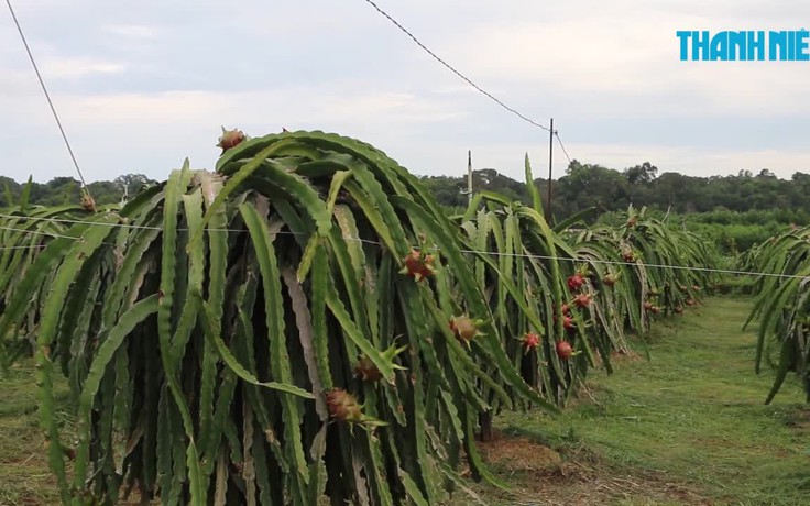 Nông dân méo mặt trong mùa thanh long rớt giá thê thảm