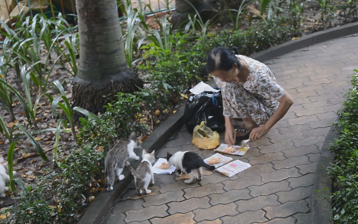 Bà cụ Sài Gòn hào sảng, cưu mang hàng trăm con mèo hoang