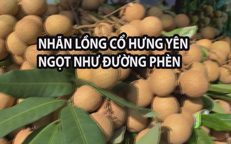 Vì sao nhãn lồng cổ Hưng Yên luôn được người sành ăn đến tận vườn đặt mua cả cây?