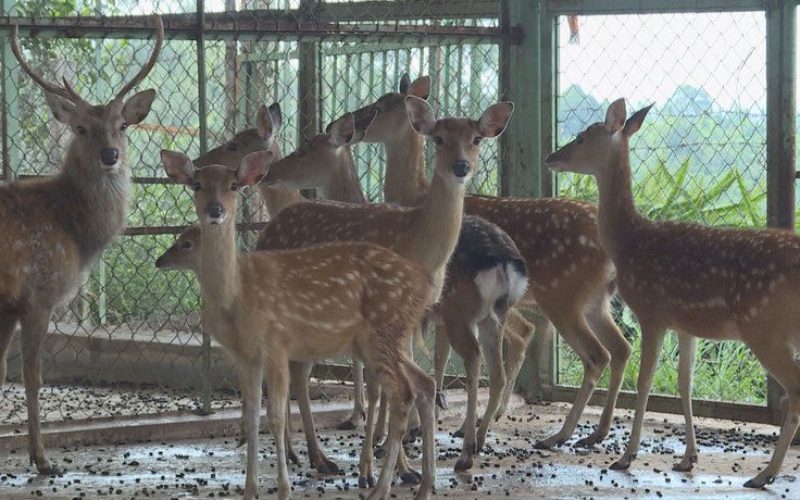 Hoàng Anh Gia Lai bàn giao đàn hươu nai cho Vườn Quốc gia Kon Ka Kinh