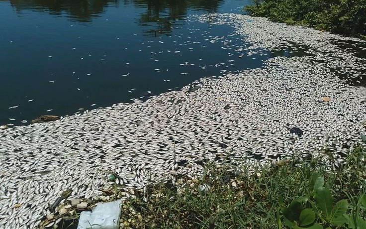 Kinh hoàng cá chết hàng tấn nổi trắng sông Cổ Cò sau trận mưa giông lớn