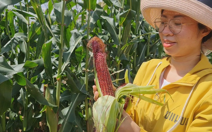 Trồng giống bắp đặc biệt “ăn sống là tốt nhất”, nông dân Ninh Thuận lãi gấp đôi