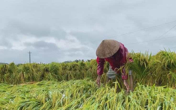 Mưa lớn ở Quảng Ngãi: nông dân bần thần trước hàng ngàn ha lúa bị ngập úng