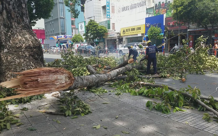 Ba người thoát nạn thần kỳ khi bị nhánh cây "khủng" rơi trúng