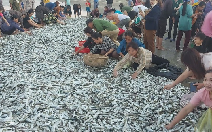 Ngư dân Hà Tĩnh trúng đậm hơn 4 tấn cá đù, ‘bỏ túi’ cả trăm triệu đồng