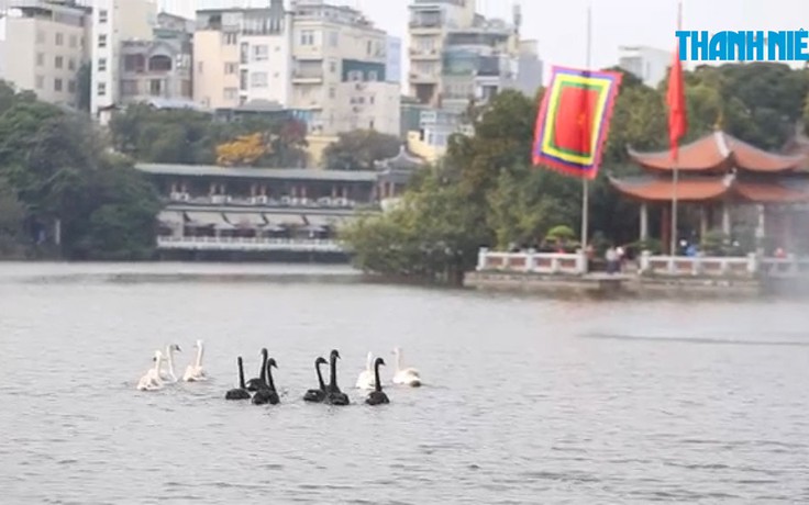 Người Hà Nội thích thú với đàn thiên nga bơi lội trên mặt Hồ Gươm