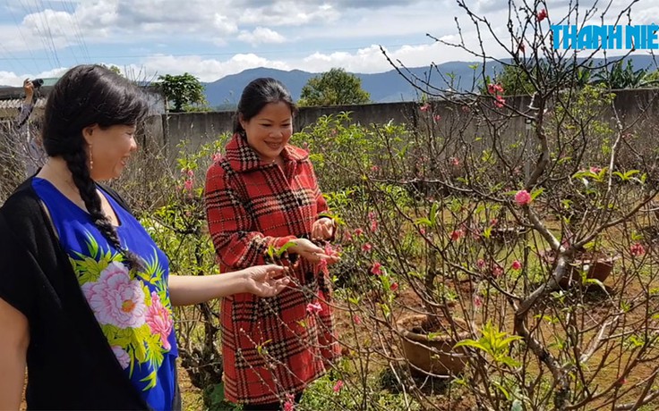 Đào Nhật Tân đón xuân trên cao nguyên