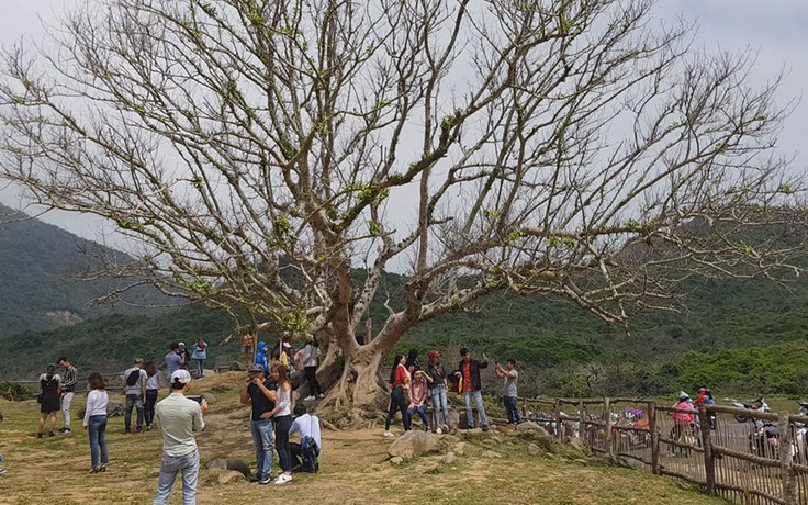 Chiêm ngưỡng hai cây sung cổ thụ khổng lồ gây sốt trên mạng