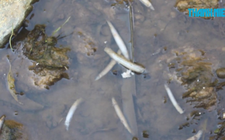 Cá chết trên kênh ở Hà Tĩnh, dân nghi do nhà máy xả thải
