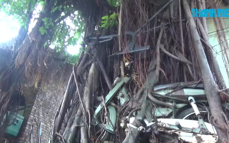 “Độc lạ” chiếc xe máy bị rễ cây bao trùm có một không hai