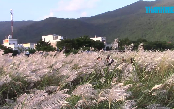 Giới trẻ Đà Nẵng phát “sốt” với mùa cỏ lau phủ trắng ở chân núi Sơn Trà