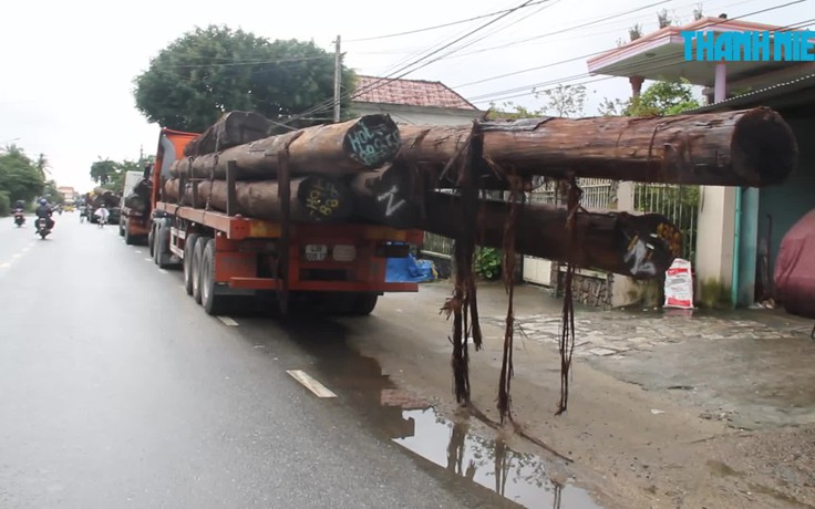 Bắt 4 xe container chở hàng chục cây gỗ khủng trên quốc lộ 1