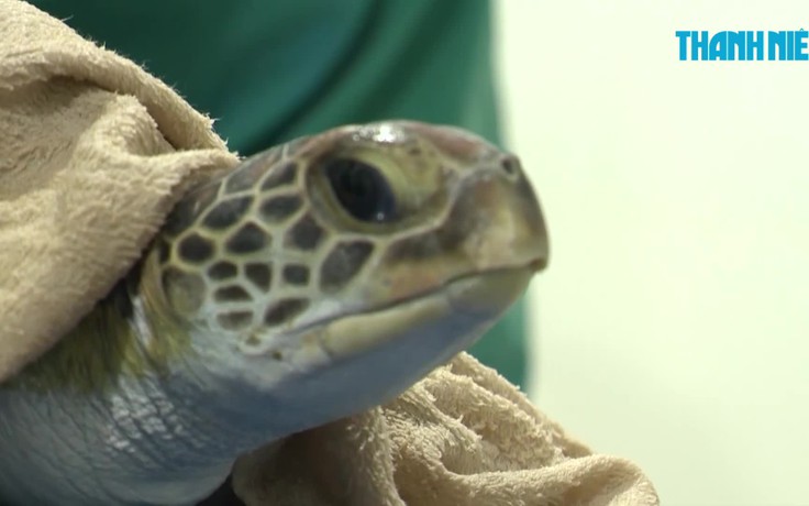 Cận cảnh nỗ lực cứu rùa xanh bị thương tích, bụng chứa đầy rác thải