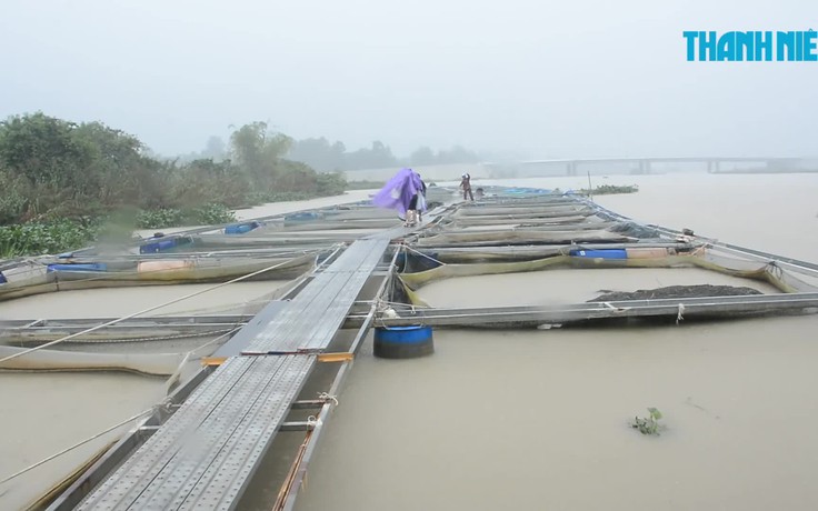 Người dân bất lực nhìn đàn cá bạc tỉ tràn ra sông vì mưa lũ